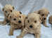Gorgeous  westipoo pups