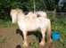 Mini Cob for sale