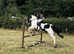 14.3 Cob Piebald Gelding, 14 years old