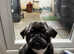 KC Registered Full Pedigree Pug Puppy - 5 Months Old - £2,000 (ONO)