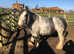 13.2 Hermits Cob Mare
