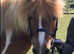 For sale suzie Shetland pony