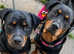 Female rottweilers for sale