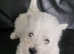 West Highland Terrier Puppies