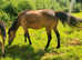 14.2hh Buckskin American Quarter Horse x Welsh Cob Broodmare