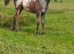 Appy x knabstrubber filly compoto breed to do any job