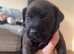 Last 3 left! 4 weeks old presas