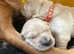Golden retriever puppies kc