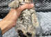 Last 3 Scottish fold& British shorthair kitten