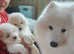 Adorable Purebred Samoyed Puppies