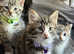 European shorthair