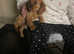 Cavalier King Charles ready to go to their new homes now