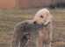 Wanted bedlington Terrier