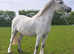 Lovely lead rein/FR showing prospect
