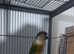 DNA tested male green cheeked conures different mutations available