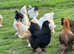 Large fowl Brahma hatching eggs