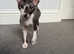 Cornish rex kitten