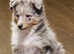 Beautiful blue Merle bitch puppy