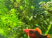 Red and black Tuxedo Male Platy