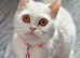 British shorthair x ragdoll