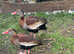 Pair of red billed whistling ducks