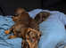 Beautiful Dachshund Puppies