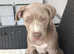 Beautiful female American Bully
