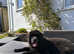 5 month female kcreg Newfoundland