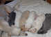 Italian Greyhound Puppies (only 2 boys left)