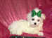 ***Micro Tiny Exquisite F1 Maltese x Toy Poodle Maltipoo Boy Puppies**