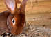 Rex x lop litter soon available
