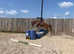16.2h 8 year old Irish sport horse gelding