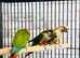 Beautiful conure parrot for sale