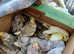 cockatiels fallow and whiteface male