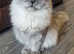 6month old male siberian neva smoky colour
