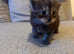 Beautiful full Maine coon babies