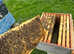 Honey bees nuc nucleus,bee colony,national hive,WBC, 14x12,langstroth,beehive,bees mated queen