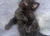 Lovely fluffy kitten male is looking for new home