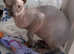Russian Hairless Donskoy Sphynx