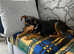 We named her Summer for a reason - little Pinscher mix, she just enjoys life and everything about it