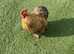 Free to good homes  Pekin  Bantam Cockerals
