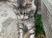 Maine Coon Male