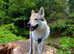 Beautiful Female Wolfdog