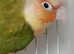 Baby Conure with cage