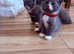 5 beautiful kittens looking new Home
