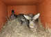 Rabbits Baby bunnies for sale