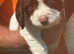 Sprocker puppys