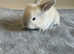 French lop bunnies