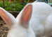 White male Rabbits