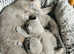 ** TICA Champion Russian Blue Kittens**